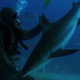 Illustration for article titled Watch a scuba diver instantly put a shark to sleep with this neat trick